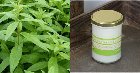 Verveine verte du Velay et bougie artisanale à la verveine - les emblèmes de Haute-Loire qui inspirent les créateurs